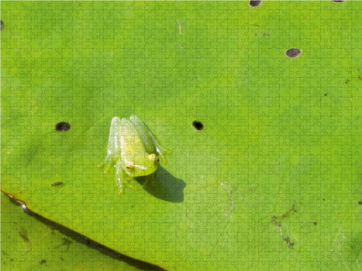 Frosch müsste man sein! - CALVENDO Foto-Puzzle - calvendoverlag 29.99