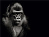 Gorilla - CALVENDO Foto-Puzzle - calvendoverlag 29.99