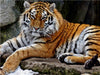 Tiger - CALVENDO Foto-Puzzle - calvendoverlag 29.99