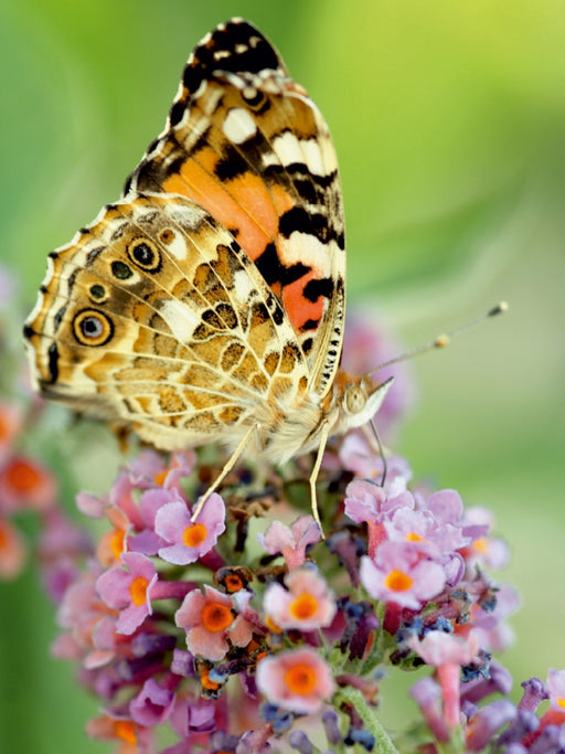 Distelfalter auf Sommerflieder - CALVENDO Foto-Puzzle - calvendoverlag 29.99