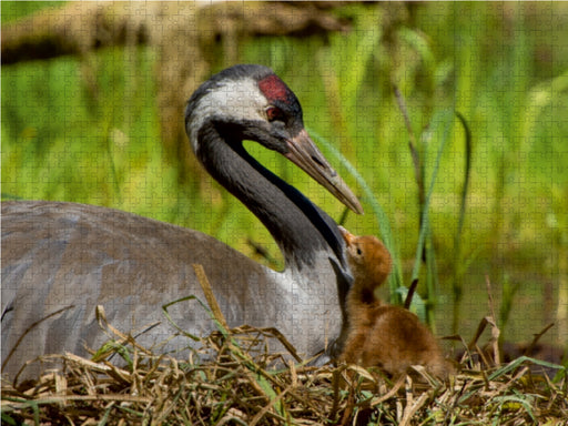 Altvogel mit erst geschlüpftem Küken - CALVENDO Foto-Puzzle - calvendoverlag 29.99