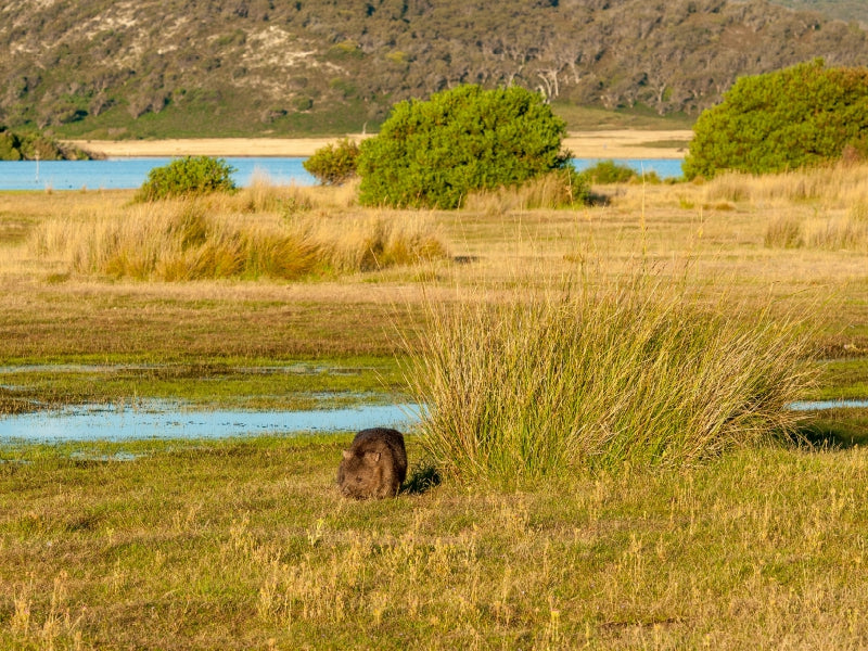 Wombat im Narawntapu NP - CALVENDO Foto-Puzzle - calvendoverlag 29.99