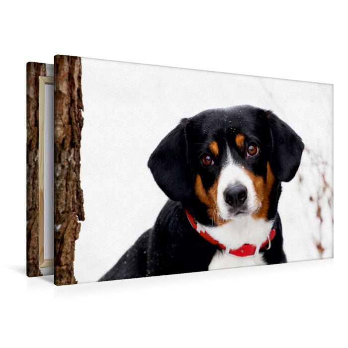 Premium Textil-Leinwand Premium Textil-Leinwand 120 cm x 80 cm quer Entlebucher Sennenhund