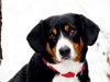 Entlebucher Sennenhund - CALVENDO Foto-Puzzle - calvendoverlag 29.99