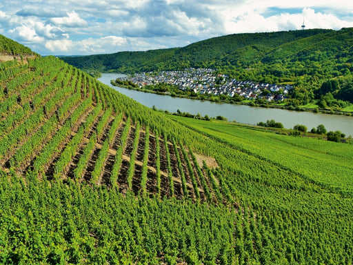 Weinberg in Winningen an der Mosel - CALVENDO Foto-Puzzle - calvendoverlag 29.99