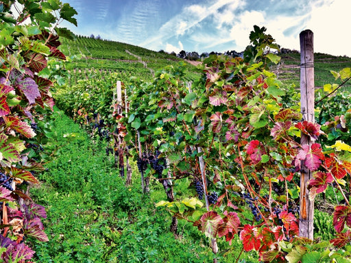 Rotweinreben an der Mosel - CALVENDO Foto-Puzzle - calvendoverlag 29.99