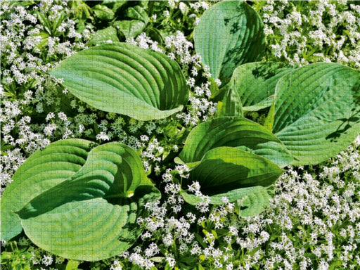 Hosta 'Big Daddy' umgeben von Waldmeister - CALVENDO Foto-Puzzle - calvendoverlag 29.99