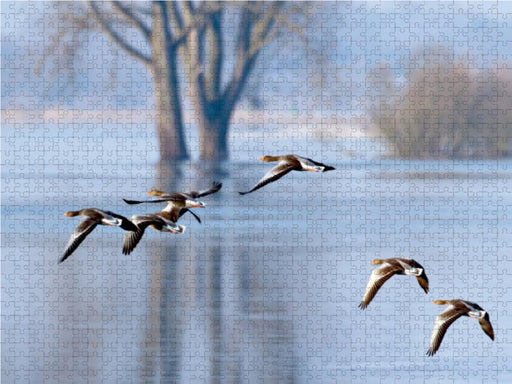 Gänseflug - CALVENDO Foto-Puzzle - calvendoverlag 29.99