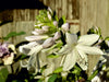 Dufthosta 'Fragrant Bouquet' - CALVENDO Foto-Puzzle - calvendoverlag 29.99