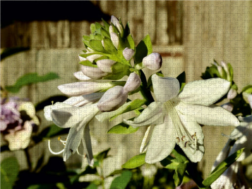 Dufthosta 'Fragrant Bouquet' - CALVENDO Foto-Puzzle - calvendoverlag 29.99