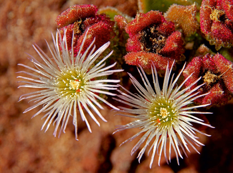 Eisblumen - CALVENDO Foto-Puzzle - calvendoverlag 39.99