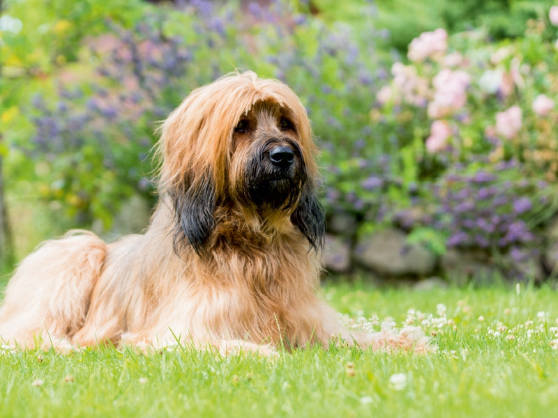 Briard-Portrait - CALVENDO Foto-Puzzle - calvendoverlag 31.99