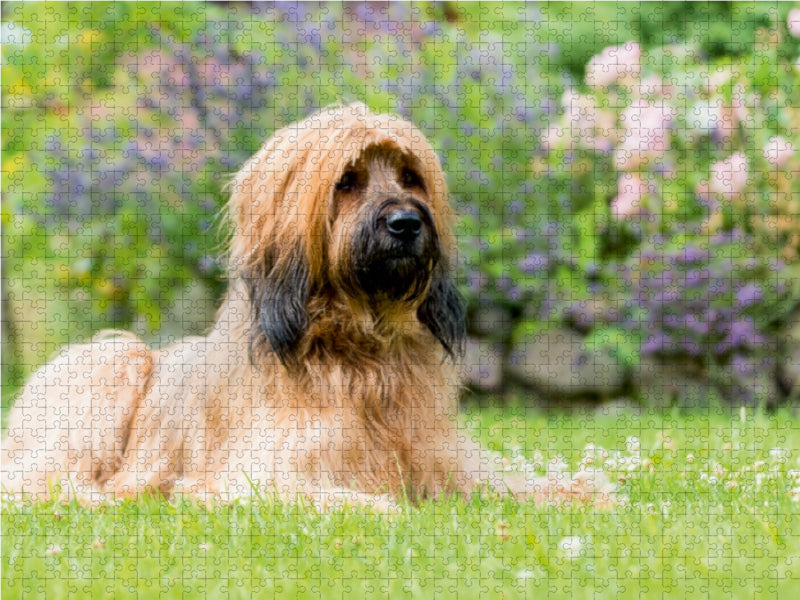 Briard-Portrait - CALVENDO Foto-Puzzle - calvendoverlag 31.99