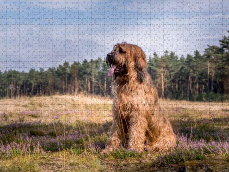 Briard - Berger de Brie - CALVENDO Foto-Puzzle - calvendoverlag 31.99