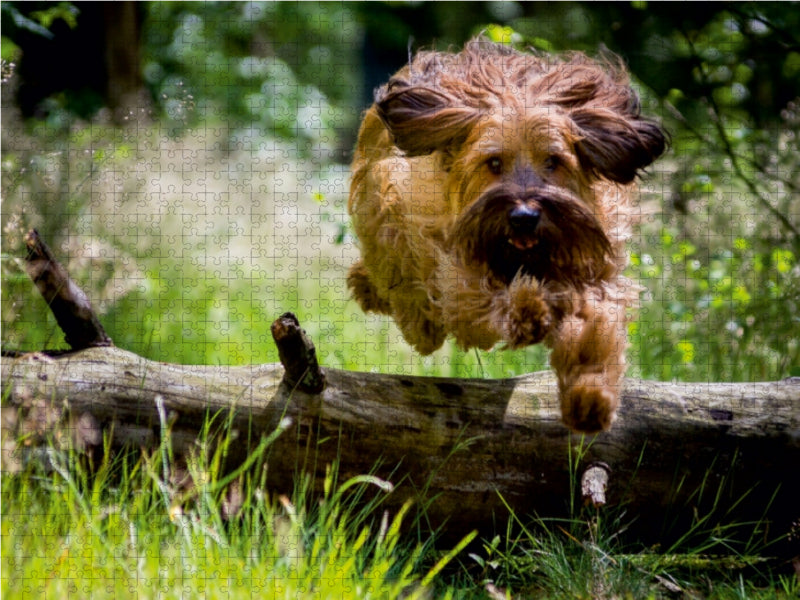 Briard in Action - CALVENDO Foto-Puzzle - calvendoverlag 31.99