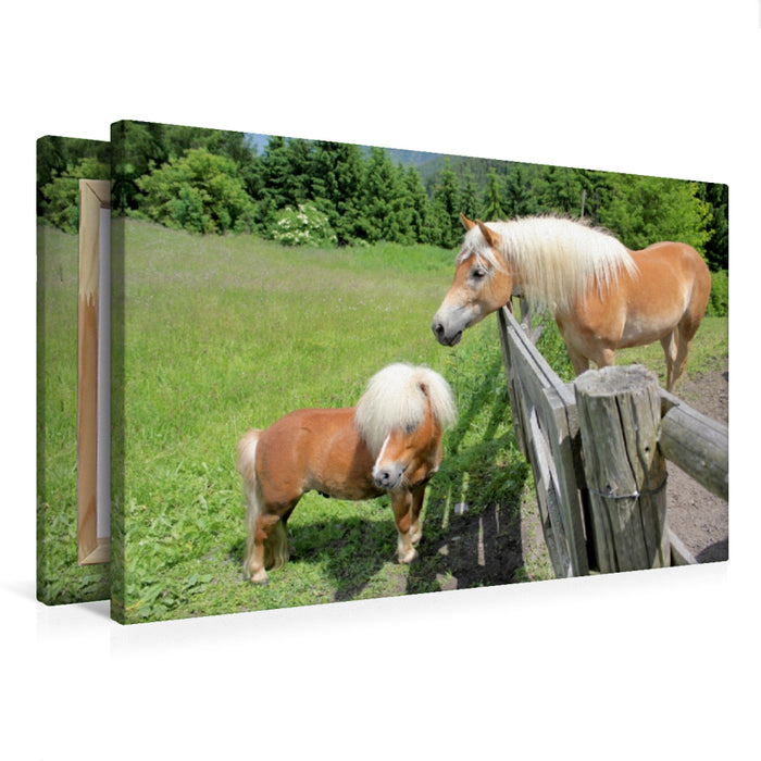Premium Textil-Leinwand Premium Textil-Leinwand 75 cm x 50 cm quer Pony