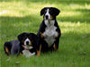 Entlebucher Sennenhunde Emma und Luna - CALVENDO Foto-Puzzle - calvendoverlag 29.99