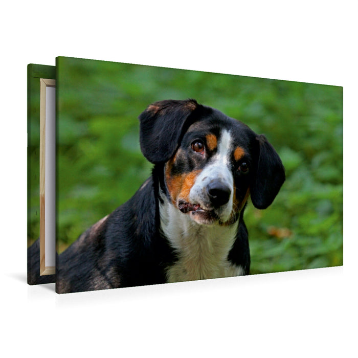 Premium Textil-Leinwand Premium Textil-Leinwand 120 cm x 80 cm quer Entlebucher Sennenhund Emma