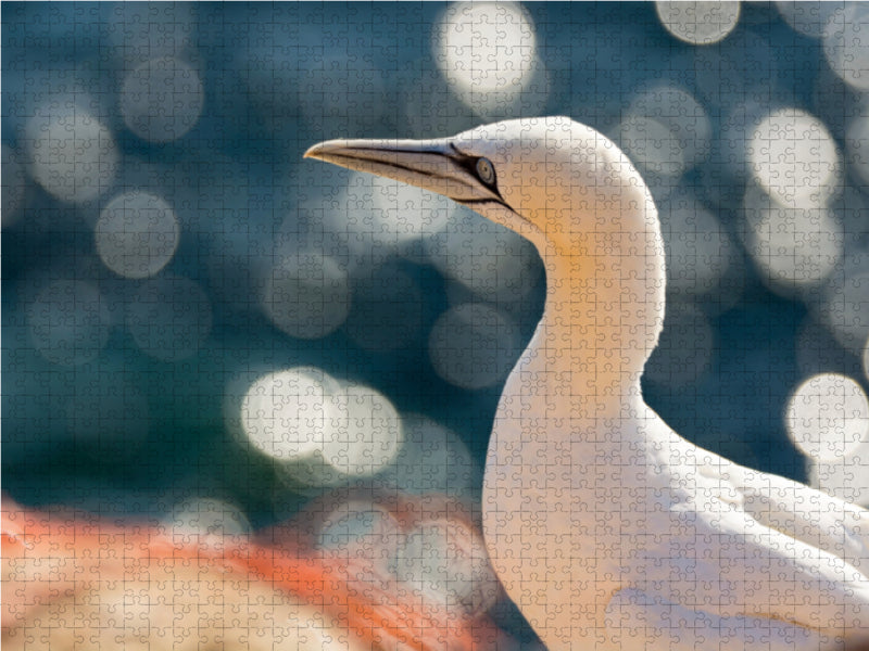 Glitzerndes Wasser - Basstölpel - CALVENDO Foto-Puzzle - calvendoverlag 29.99