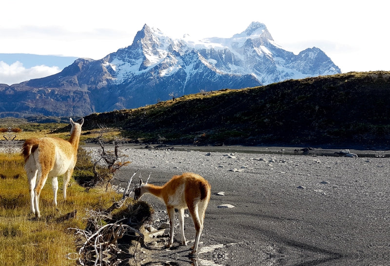 Toile textile premium Toile textile premium 75 cm x 50 cm paysage Guanacos devant les Torres del Paine, Parc National Torres del Paine, Chili 