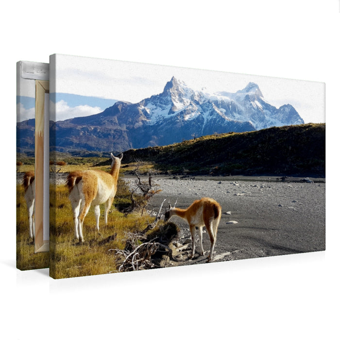 Toile textile premium Toile textile premium 75 cm x 50 cm paysage Guanacos devant les Torres del Paine, Parc National Torres del Paine, Chili 