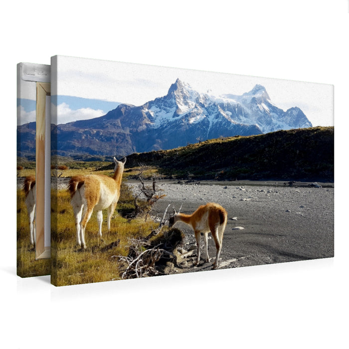 Premium Textil-Leinwand Premium Textil-Leinwand 75 cm x 50 cm quer Guanakos vor den Torres del Paine, Torres del Paine Nationalpark, Chile