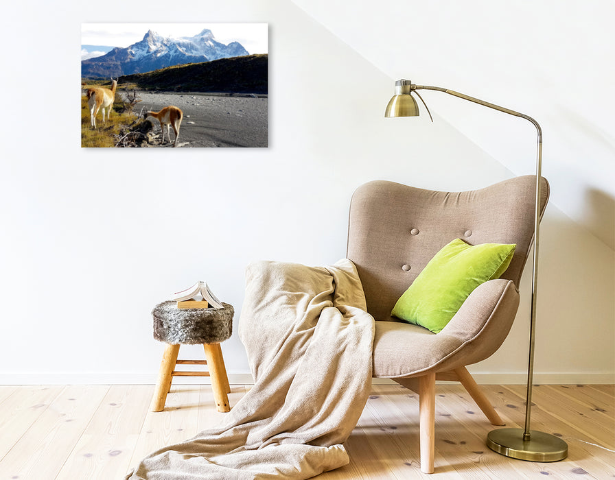 Premium Textil-Leinwand Premium Textil-Leinwand 75 cm x 50 cm quer Guanakos vor den Torres del Paine, Torres del Paine Nationalpark, Chile