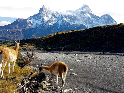 Guanakos vor den Torres del Paine, Torres del Paine Nationalpark, Chile - CALVENDO Foto-Puzzle - calvendoverlag 29.99