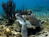 Suppenschildkröte • Playa Piskado • Curaçao - CALVENDO Foto-Puzzle - calvendoverlag 29.99
