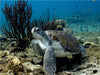 Suppenschildkröte • Playa Piskado • Curaçao - CALVENDO Foto-Puzzle - calvendoverlag 29.99