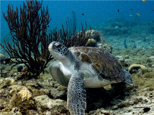 Suppenschildkröte • Playa Piskado • Curaçao - CALVENDO Foto-Puzzle - calvendoverlag 29.99