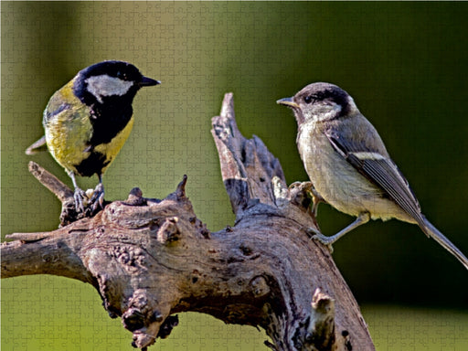 Meisen im Gespräch - CALVENDO Foto-Puzzle - calvendoverlag 29.99