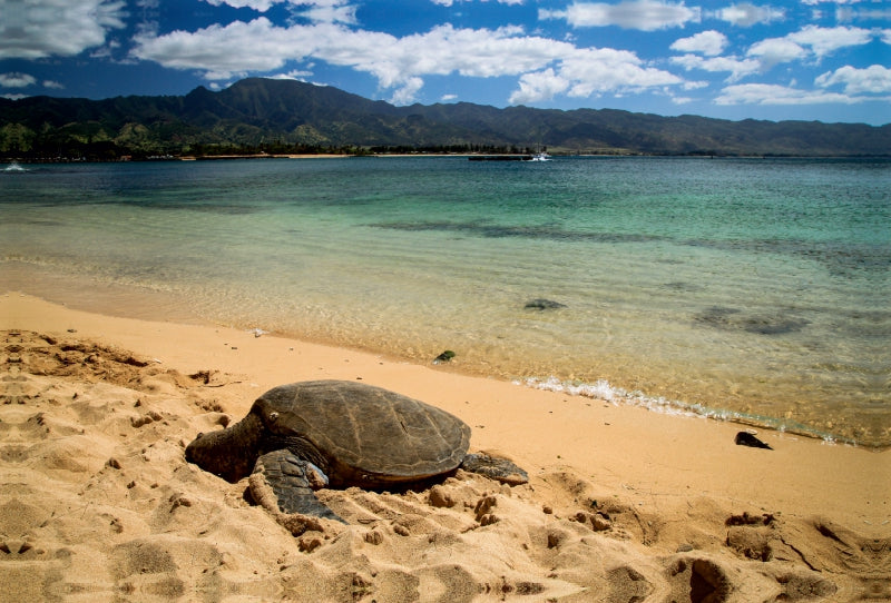 Toile textile premium Toile textile premium 120 cm x 80 cm paysage Haleiwa Beach - Oahu 