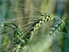 Getreide - CALVENDO Foto-Puzzle - calvendoverlag 29.99