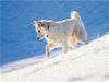 Schnee-Wolf - CALVENDO Foto-Puzzle - calvendoverlag 29.99