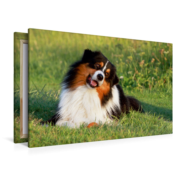 Premium Textil-Leinwand Premium Textil-Leinwand 120 cm x 80 cm quer Ein Motiv aus dem Kalender Australian Shepherd - Hütehunde mit Familienanschluss