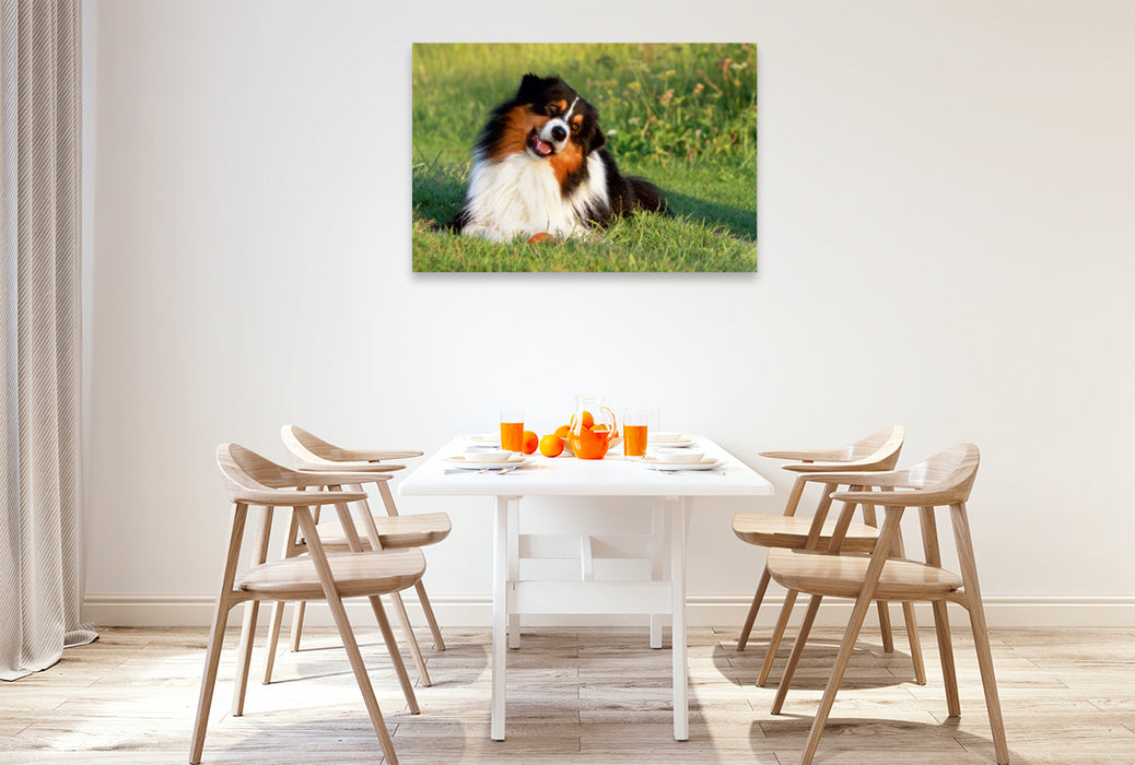 Premium Textil-Leinwand Premium Textil-Leinwand 120 cm x 80 cm quer Ein Motiv aus dem Kalender Australian Shepherd - Hütehunde mit Familienanschluss