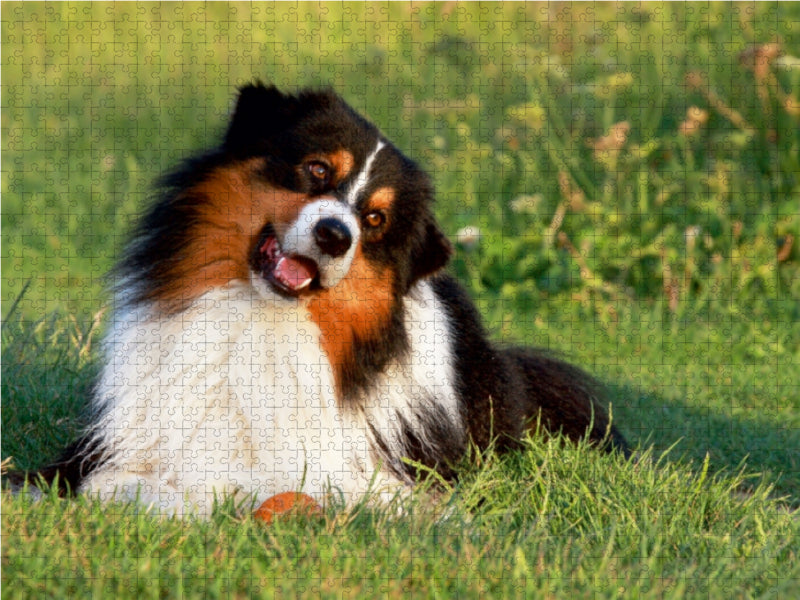 Australian Shepherd - Hütehunde mit Familienanschluss - CALVENDO Foto-Puzzle - calvendoverlag 29.99