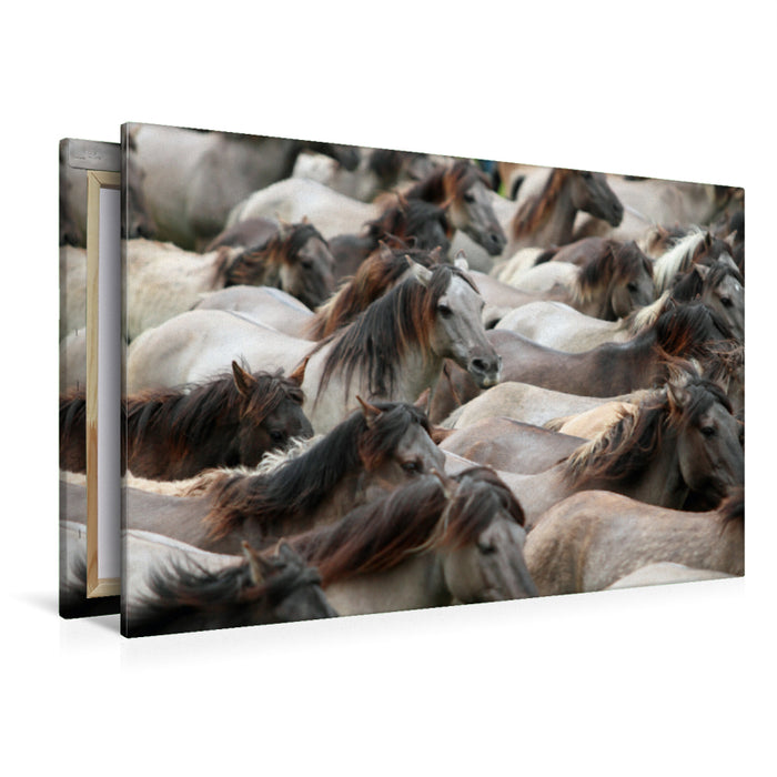 Premium Textil-Leinwand Premium Textil-Leinwand 120 cm x 80 cm quer Dülmener Wildpferde Herde