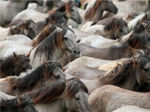 Dülmener Wildpferde Herde - CALVENDO Foto-Puzzle - calvendoverlag 29.99