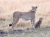 Gepardin mit Junges - CALVENDO Foto-Puzzle - calvendoverlag 29.99