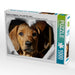 Rhodesian Ridgeback - eine Liebe fürs Leben - - CALVENDO Foto-Puzzle - calvendoverlag 29.99