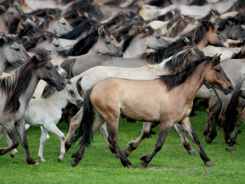 Dülmener Wildpferde - CALVENDO Foto-Puzzle - calvendoverlag 29.99