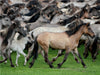 Dülmener Wildpferde - CALVENDO Foto-Puzzle - calvendoverlag 29.99