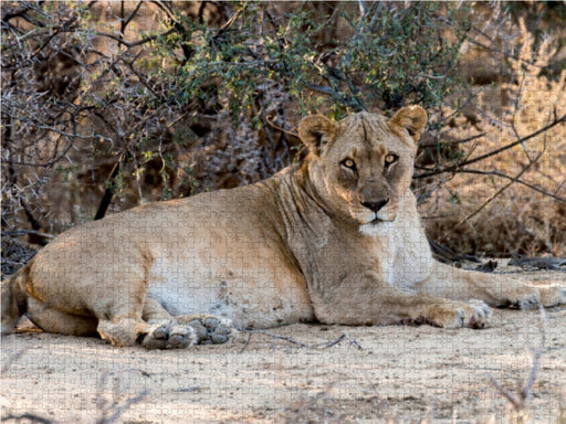 Alte Löwin bei Leeubron, Etosha - CALVENDO Foto-Puzzle - calvendoverlag 29.99