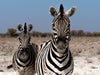 Zebrapärchen bei Rietfontein, Etosha - CALVENDO Foto-Puzzle - calvendoverlag 29.99