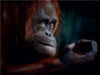 Orang Utan - CALVENDO Foto-Puzzle - calvendoverlag 29.99