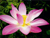 Pink Lotus Nelumbo Nucifera - CALVENDO Foto-Puzzle - calvendoverlag 29.99