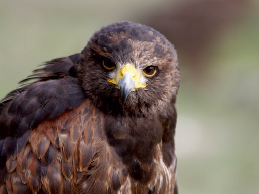 Wüstenbussard - CALVENDO Foto-Puzzle - calvendoverlag 29.99