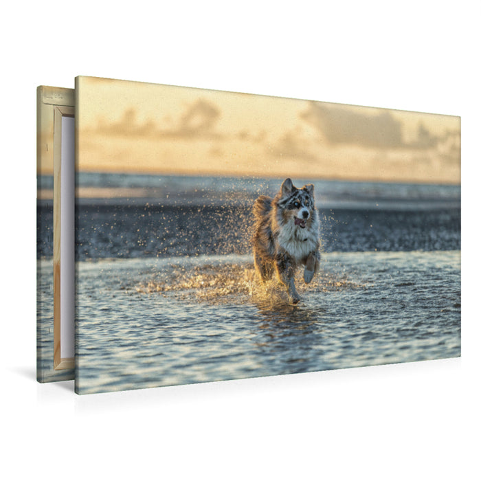 Premium Textil-Leinwand Premium Textil-Leinwand 120 cm x 80 cm quer Australian Shepherd badet in der Nordsee